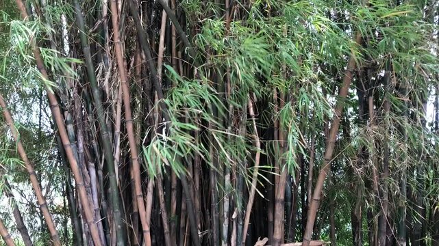 A dense cluster of tall green bamboo stalks growing in a natural forest setting.