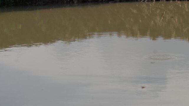 Butterflies dancing over lake water