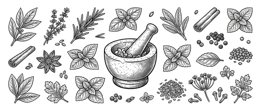 Herbs and Spices Collection with Mortar and Pestle, Engraved Style