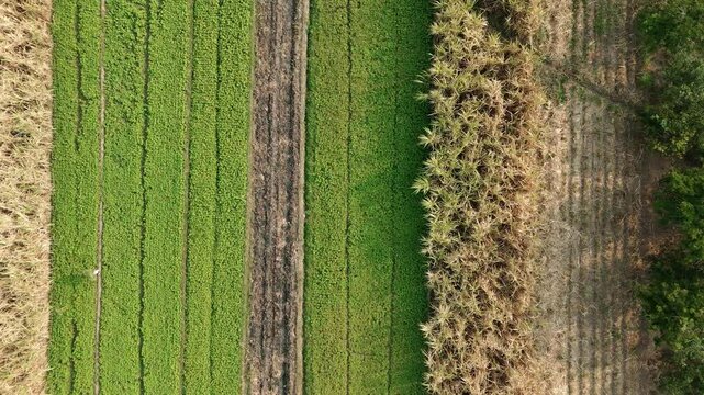 Drone footage showing an aerial view of agricultural fields, including harvested sugarcane and pomelo orange orchards, with heavy machinery parked near a rural road.