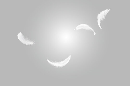 Soft white feathers floating in the sky. fluffy downy. feathers on gray. symbol of freedom and peace. softness of feathers flying in heavenly.