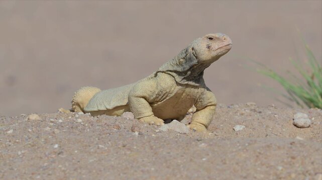 An extreme close-up of a spiny tailed lizard's full body standing on desert sand, showcasing the fine detail of its banded tail and scaled skin.