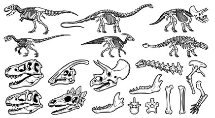 Obraz premium Variety of dinosaur skeletons and fossil bone parts illustrated in black and white for paleontological education