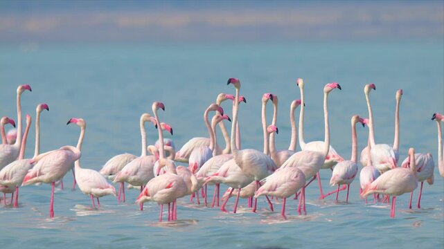 A dense flock of greater flamingos wades through bright turquoise water, birds jostling and squabbling as they compete for space in Kuwait.