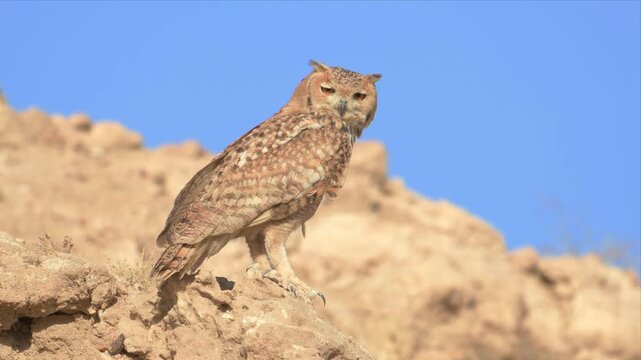A Pharaoh eagle-owl calls from a rocky ridge, silhouetted against a clear blue sky.