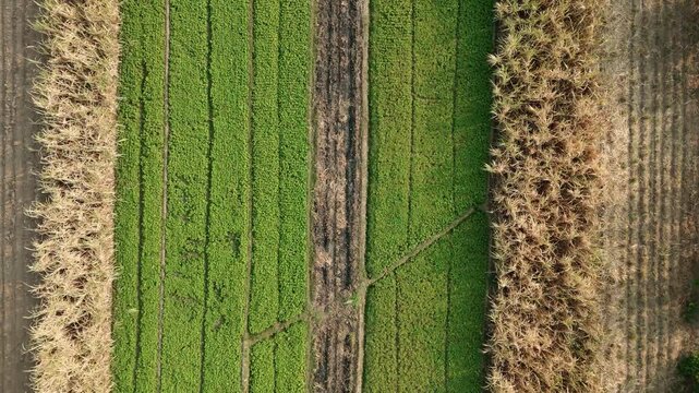 Drone footage showing an aerial view of agricultural fields, including harvested sugarcane and pomelo orange orchards, with heavy machinery parked near a rural road.