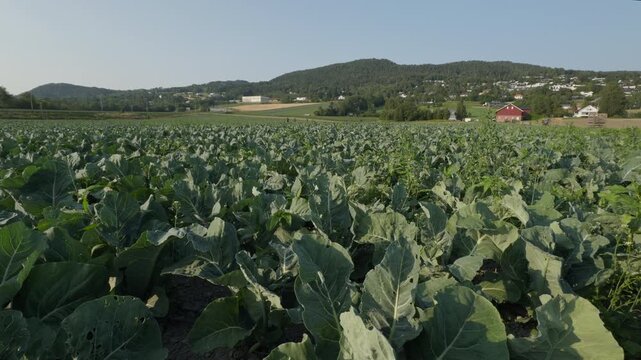 Wide establishing shot of a lush green cauliflower crop field on a farm in Lier, Norway. Concept of organic agribusiness, summer vegetable farming and rural Scandinavian landscape.