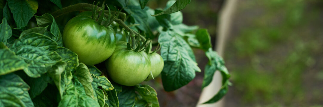 Unripe green tomatoes growing on vine in garden, representing organic farming and local agriculture. Image suitable for food production marketing and sustainability campaigns, close up