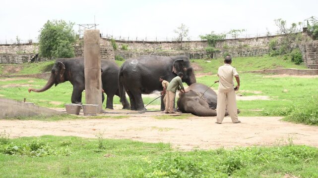 Zoo Keepers Bathing Asian Elephants at Nehru Zoological Park Hyderabad Editorial