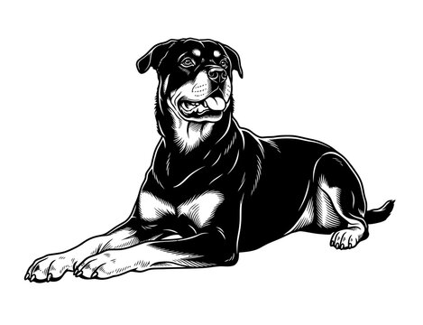 Rottweiler dog lying down vector illustration black and white
