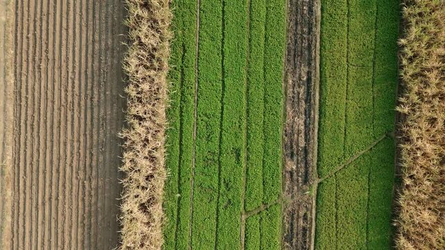 Drone footage showing an aerial view of agricultural fields, including harvested sugarcane and pomelo orange orchards, with heavy machinery parked near a rural road.