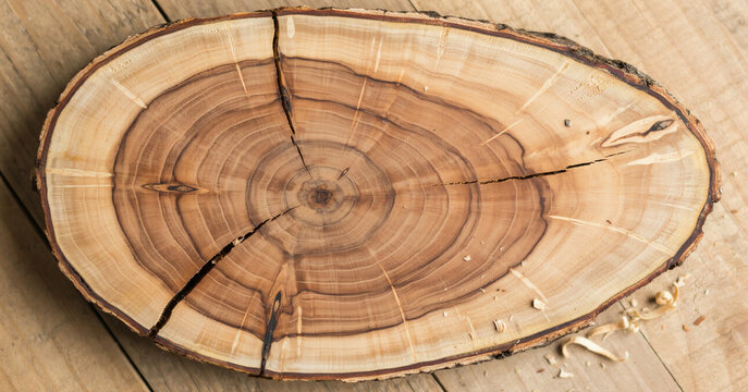 Oval wood slice with visible growth rings and cracks during natural light on a wooden surface