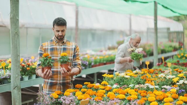 In flower shop, man customer with tagetes in hands became interested in product. Wholesale and retail sale of ornamental plants for planting in open ground, landscaping of household plot