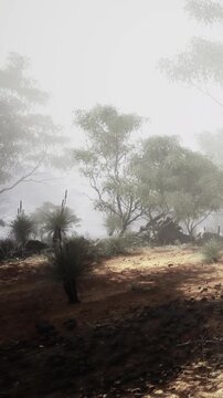 A tranquil forest scene unfolds as morning mist envelops the landscape. Soft sunlight streams through the trees, casting delicate shadows on the earthy ground, creating a magical atmosphere.