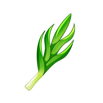 Green leek plant