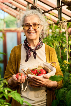 Portrait of senior Caucasian woman smiling while holding basket of fresh tomatoes in greenhouse, representing local organic farming and healthy retirement lifestyle, vertical