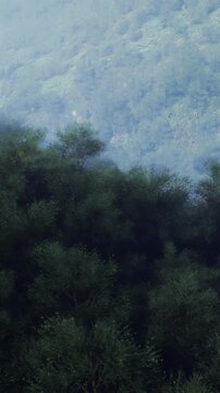 Thick greenery cloaks the mountains in a serene morning mist, creating a tranquil atmosphere. Soft shades of green and gray blend beautifully, inviting calm and peace.