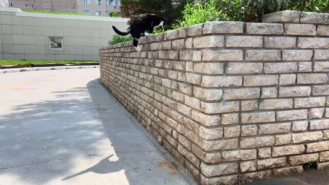 Black cat walks beside long brick retaining wall on sunny sidewalk