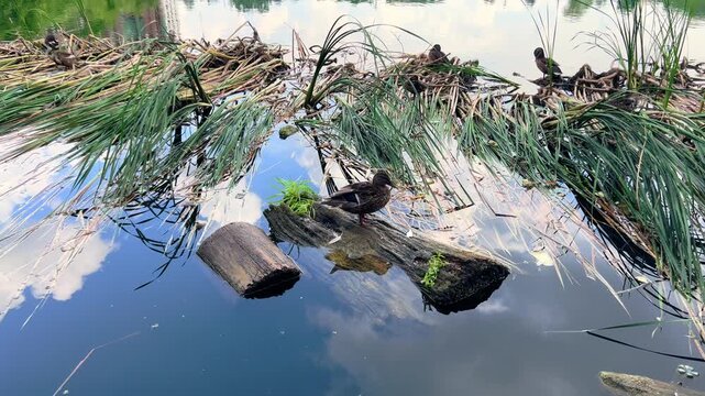 Ducks gather beside reeds on small grassy island in reflective pond