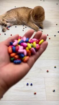 Golden British shorthair cat playfully watches colorful wooden beads scattered across the white wooden flooring as a hand releases a fresh pile of small craft supplies in this motion video footage cli