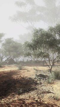 In a serene setting, thick fog envelops the land, creating an enigmatic atmosphere. Trees stand tall among scattered stones, while the earthy ground hints at a peaceful morning.
