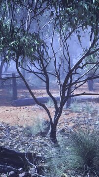 In a bewitching forest at dusk, fog blankets the ground, creating an air of mystery. Twisted trees stand sentinel, their branches reaching into the twilight.