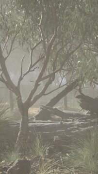 Sunlight gently breaks the morning fog, illuminating twisted branches and fallen logs. Soft grass and mist wrap around the tranquil forest, creating a serene atmosphere for reflection.