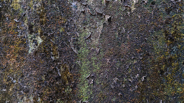 Natural weathered rock surface with green moss and lichen textures for rustic backgrounds.