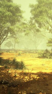 Soft fog blankets a serene landscape as golden light filters through tall trees. The quiet scene exudes warmth and tranquility, inviting peaceful reflection in nature.