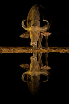 Portrait of an African buffalo bull (Syncerus caffer) drinking at a waterhole during the night, South Africa