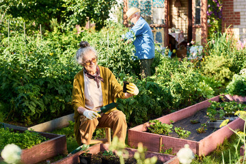 Senior Caucasian woman holding seedling while gardening in backyard with husband. Image represents...