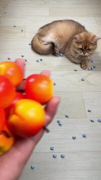Golden cat watching small rolling balls across a wooden floor during playful interactive motion video footage capturing the feline instinct to chase and hunt scattered colorful toys in a bright indoor