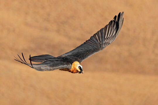 An endangered bearded vulture (Gypaetus barbatus) in flight in natural habitat, South Africa
