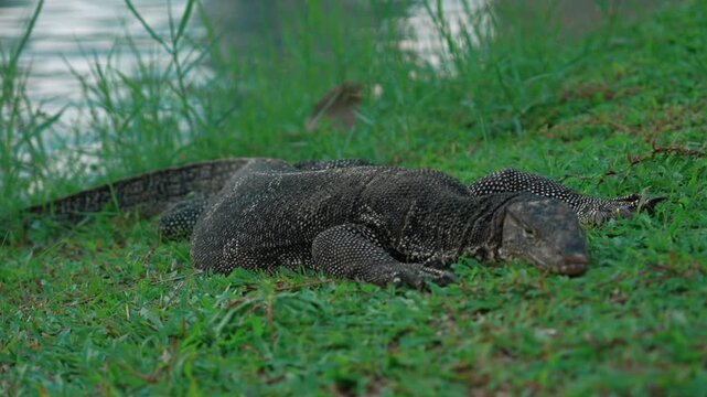 water monitor lizard resting together beside water among green vegetation, Large wild reptile lying on leafy ground near shoreline in natural habitat 4k