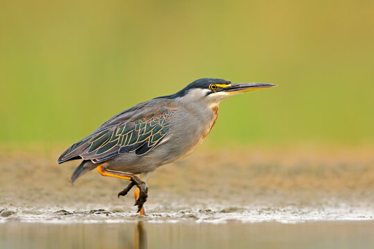 An alert green-backed heron (Butorides striatus) standing in natural habitat, South Africa