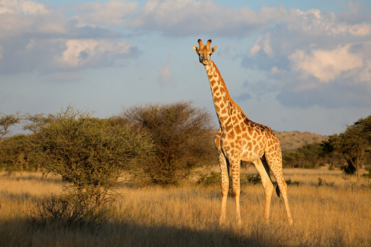 A giraffe (Giraffa camelopardalis) standing in natural habitat, Mokala National Park, South Africa
