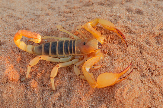 A Kalahari burrowing scorpion (Opistophthalmus wahlbergii), Kalahari desert, South Africa