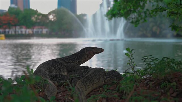 Two water monitor lizards resting beside lake with fountain in Lumpini Park, Wild reptiles near water by greenery and Bangkok skyline in Thailand 4k