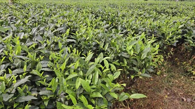 Lush Green Tea Plantation in Darjiling, India, Fresh Tea Leaves Growing in Organized Rows, Scenic Agricultural Landscape, Tea Estate and Sustainable Farming, Nature, Agriculture and Travel Background 