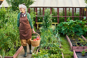 Senior Caucasian woman wearing apron walking in garden holding basket of fresh vegetables, smiling....