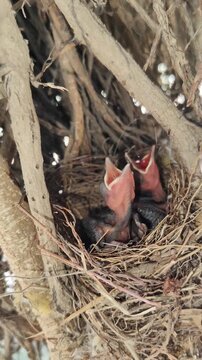 Newly Hatched Baby Birds in Natural Nest