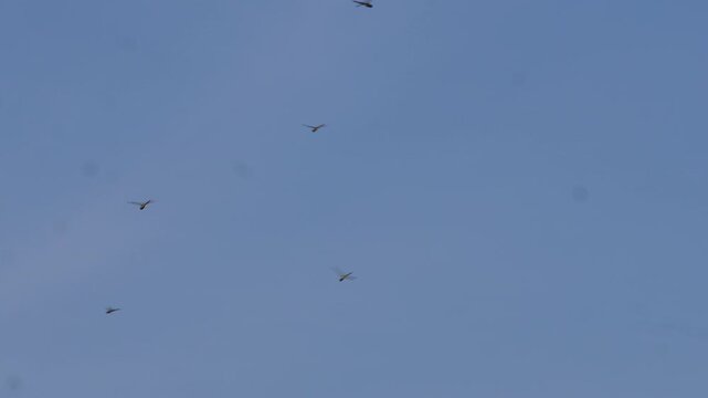Swarm of dragonflies flying in a clear blue sky