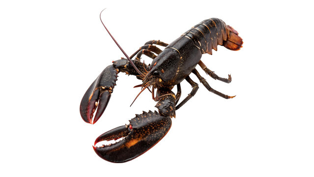 Fresh raw lobster crustacean seafood ready for cooking isolated on transparent background