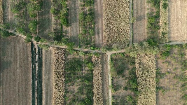 Drone footage showing an aerial view of agricultural fields, including harvested sugarcane and pomelo orange orchards, with heavy machinery parked near a rural road.
