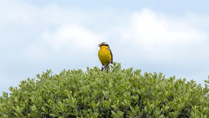 Naklejka premium bird on a branch