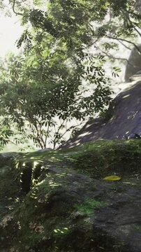 Sunlight filters through vibrant green leaves, casting light on the moss covered rocks. A tranquil atmosphere envelops the forest, inviting peace and reflection among natures beauty.