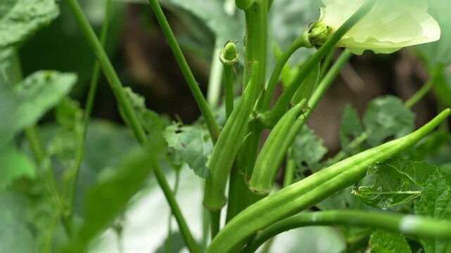 Okra green pods growing on a healthy plant, with a yellow flower and lush foliage in a vegetable garden