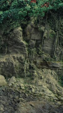 The tranquil riverbank features intricately intertwined roots and lush moss covering rugged rocks. Sunlight filters through leaves, adding a serene ambiance to this hidden natural spot.