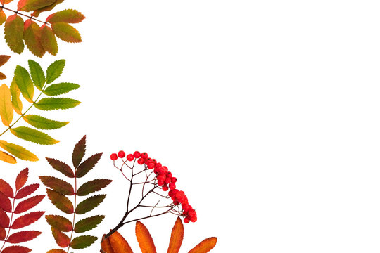 Autumn backdrop with a fallen colorful leaves and red rowan berries on on a transparent background with place for text, horizontal banner
