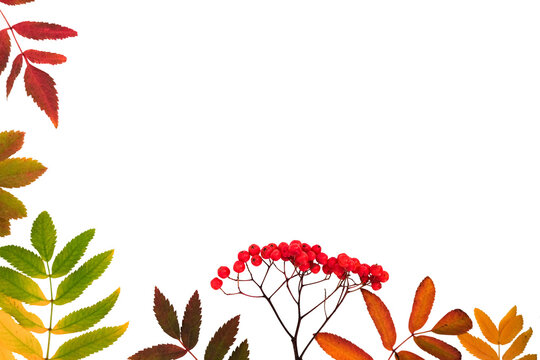 Autumn backdrop with a fallen colorful leaves and red rowan berries on a transparent background with place for text, horizontal banner
